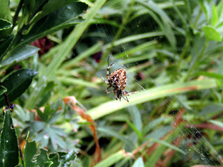 Spider waiting in its web