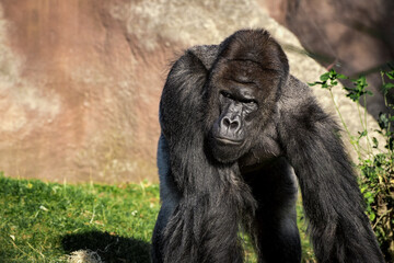 Male gorilla from Prague Zoo