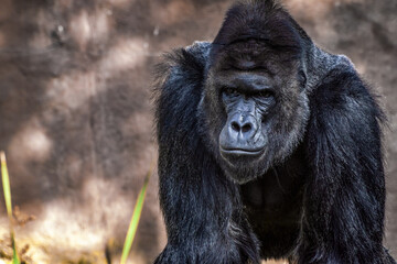 Male gorilla from Prague Zoo