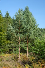 Pine trees and blossoming heath in binational natural protection habitat in late summer, Obersteinbach, France
