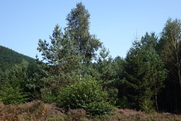 Pine trees and blossoming heath in binational natural protection habitat in late summer, Obersteinbach, France
