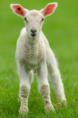 Naklejka na ściany i meble Portrait of a new born lamb in Springtime. With clean, green background. Facing forward. Close up. Vertical. Copy space.