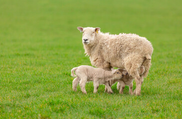 Naklejka na ściany i meble Ewe or female sheep in lush green field with two newborn, twin lambs suckling milk. Springtime. Clean background. Horizontal. Space for copy. Yorkshire, England.
