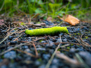 a caterpillar in the forest