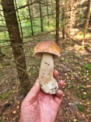 Summer begins the season for picking porcini mushrooms in the forests