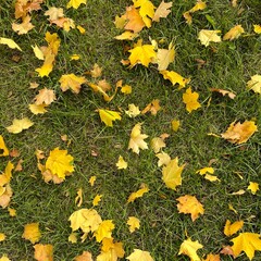 Autumn yellow maple leaves on green grass