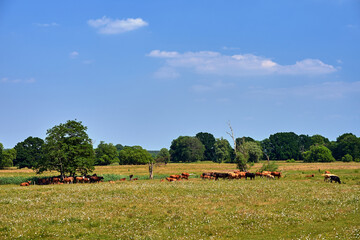 Obraz premium A herd of horses and cows on a pasture during summer