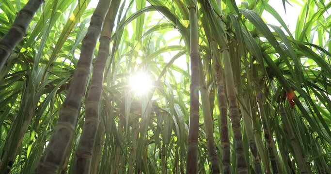 Sugarcane plants growing at field