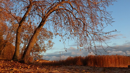 Trees with fallen leaves at sunset in late autumn