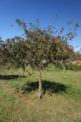 Fototapeta premium Apple tree with ripe red apples under a blue sky in late summer, Haschbach near Kusel, Rhineland Palatinate, Germany 