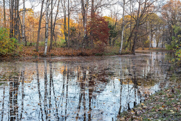 Reflection of trees in the autumn park