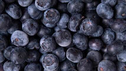 Freshly picked blueberries. Close up view of ripe tasty wet organic blueberries