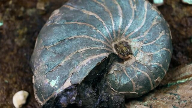 Ammonite fossil isolated on a black background. Fossil spiral snail. Ancient mollusc.
