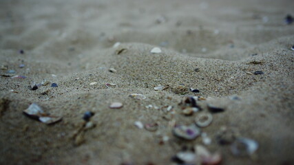 Fototapeta na wymiar Closeup sandy beach seashell. Sea beach sand surface. Nature background detail