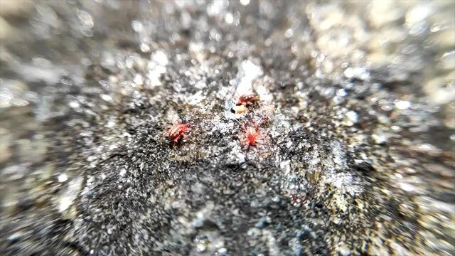 Panonychus ulmi red tick macro
