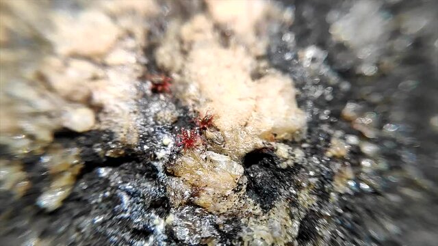 Panonychus ulmi macro