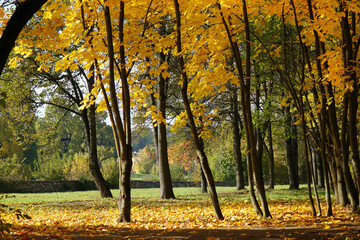 park maple trees autumn light orange