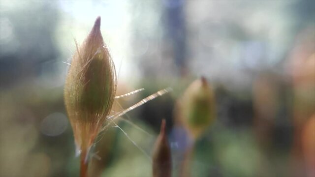 Polytrichum seed bag macro panorama