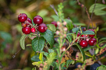 red currant berries