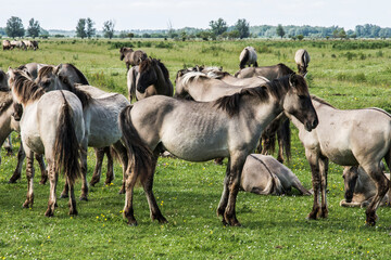 konik horses doing the grazing of the herbs and grass in the nature area Lauwersmeer © henkbouwers