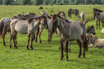 Fototapeta na wymiar konik horses doing the grazing of the herbs and grass in the nature area Lauwersmeer