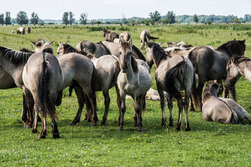 konik horses doing the grazing of the herbs and grass in the nature area Lauwersmeer © henkbouwers