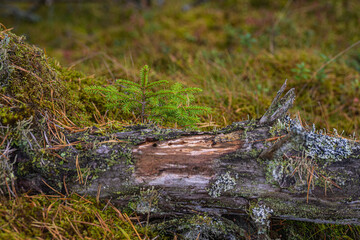 grass in the woods