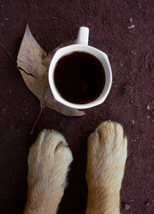 Patas de perro con taza de café
