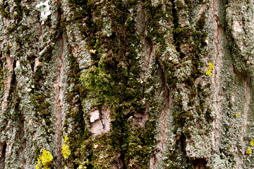 The bark of the tree is covered with moss and lichen. Textured pattern of aspen bark. Tree trunk...