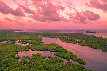 Flooded amazonian rainforest in Negro River at sunset time, Amazonas, Brazil.
