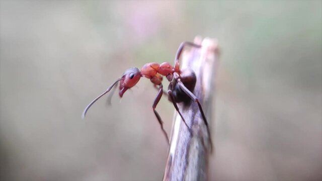 red ant in attack position slowmotion