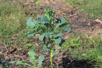 Fototapeta premium broccoli plant in fall