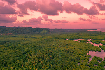 Fototapeta na wymiar Flooded amazonian rainforest in Negro River at sunset time, Amazonas, Brazil.
