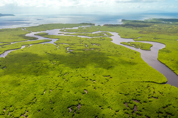 Flooded amazonian rainforest in Negro River, Amazonas, Brazil.