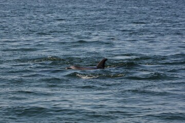 Delfin in der Lagunge von Walvisbay.