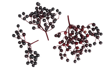 Elderberry berries on a branch, isolated on a white background, top view.