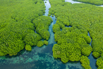 Anavilhanas archipelago, flooded amazonia forest in Negro River, Amazonas, Brazil. Aerial drone...