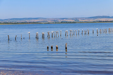 Flock of common terns (Sterna hirundo) perched on a wooden poles at Pomorie salt lake in Bulgaria