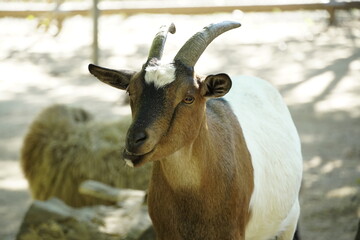 Nice Goat waiting for food at a local Zoo in Romania