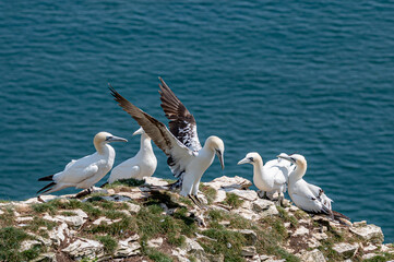 Morus bassanus, gannets,