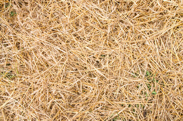 Texture hay closeup in color.