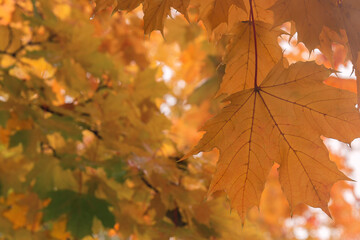 A closeup shot of orange maple leaves against foliage by autumn day