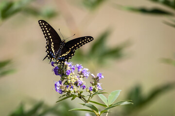butterfly on a flower