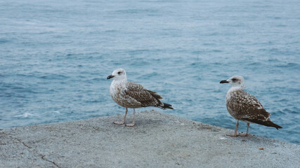 Photo of two seagulls, which are sitting on the background of a blue calm sea