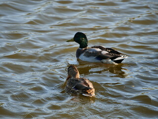 duck and ducklings