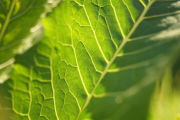 Green horseradish leaf close-up in the sunny garden