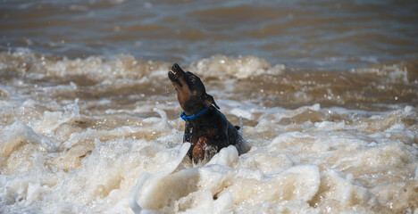 Doberman dog puppy swims in dirty water during a flood