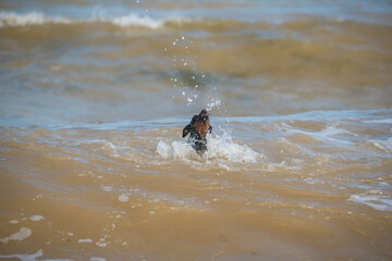 Doberman dog puppy swims in dirty water during a flood