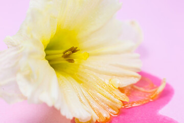 Fototapeta na wymiar White-yellow narcissus on the pink background. Close up, macro photo. Beautiful spring flowers. Natural wallpaper.