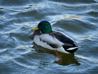 duck on the water